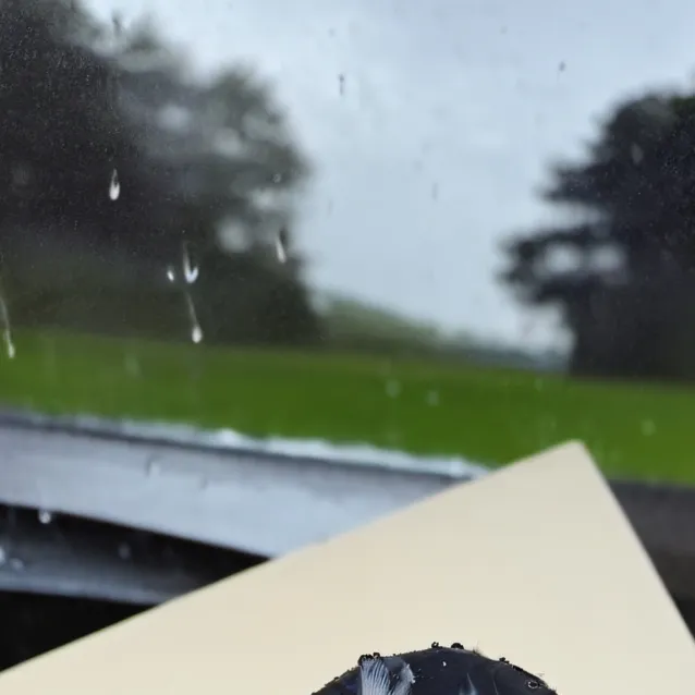 chat with ai character: puppy