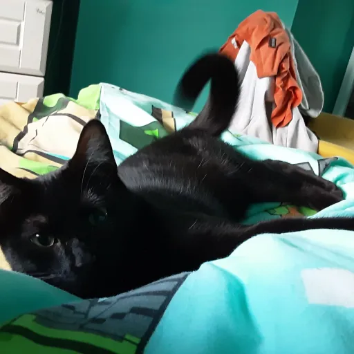 creator James code's avatar