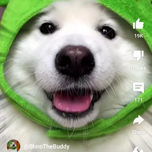 talkie's author avatar