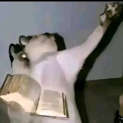 creator Ghostfreaks(MK)'s avatar