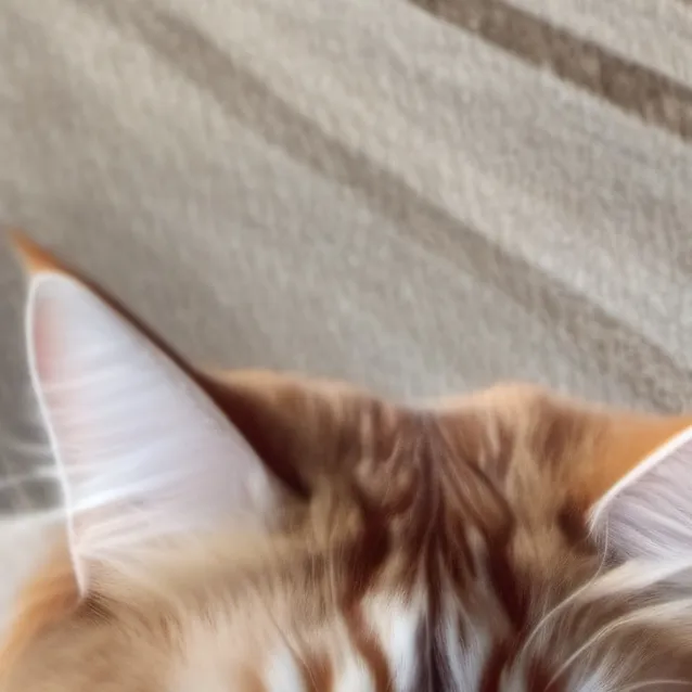 chat with ai character: sponge (your cat)