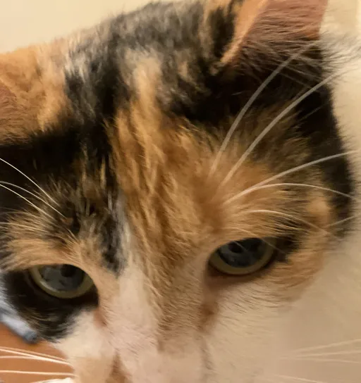 creator Toastertot's avatar