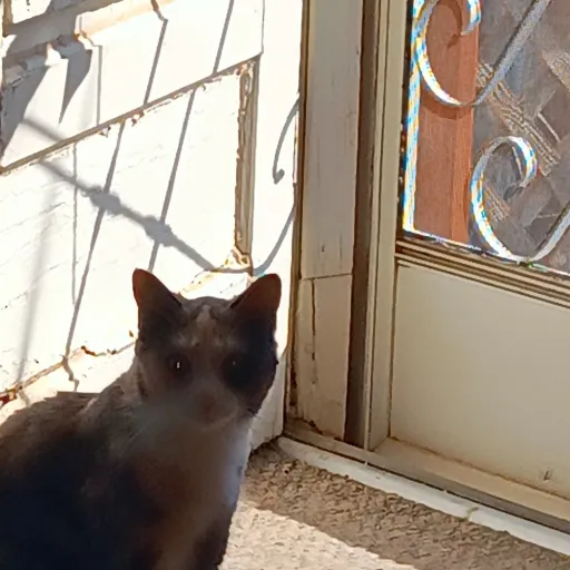 creator ElflG's avatar