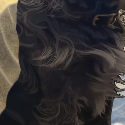 chat with ai character: Duncan Havanese