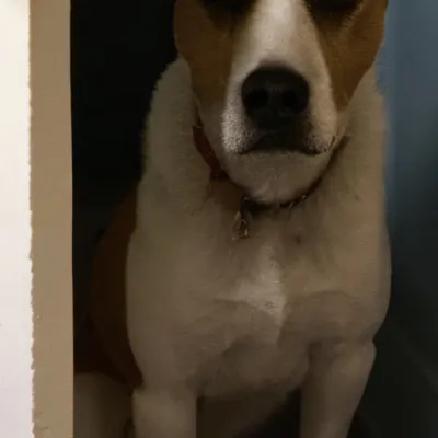 chat with ai character: Kyoko