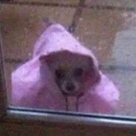 creator Wet dog's avatar