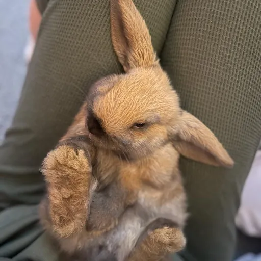 creator lil ms coconut's avatar