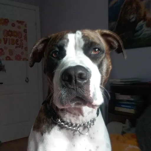 creator Lil' babe's avatar