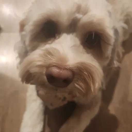 creator Nice Storys 21's avatar