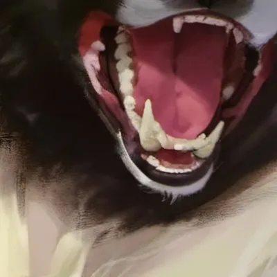 chat with ai character: Crazy dog