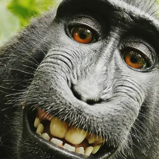 creator 2897's avatar