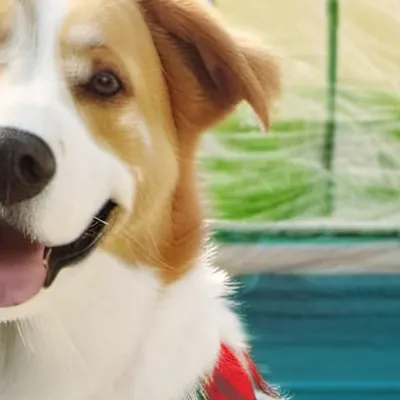 chat with ai character: Dog 