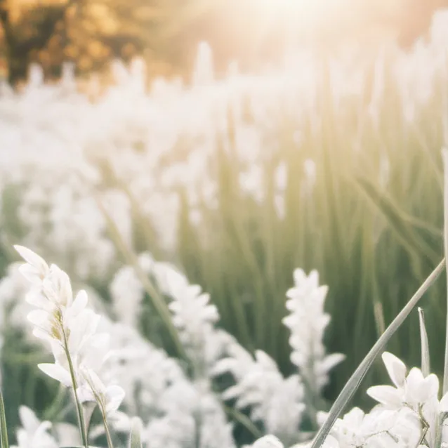 chat with ai character: grass.