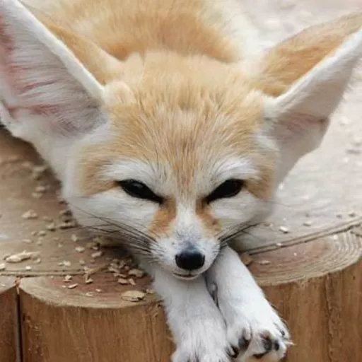 creator AI_Animals's avatar