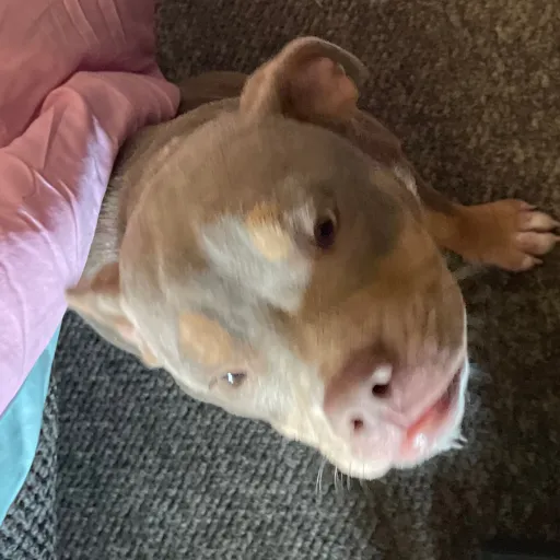 creator Godzilla mines one's avatar