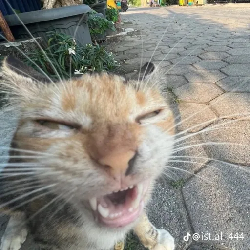 creator Saki otori's avatar