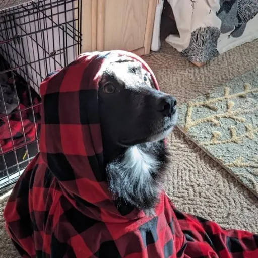 creator KeeperofNightshade's avatar