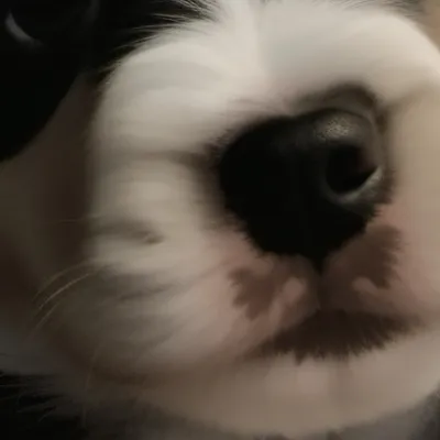 chat with ai character: Pixie🥰