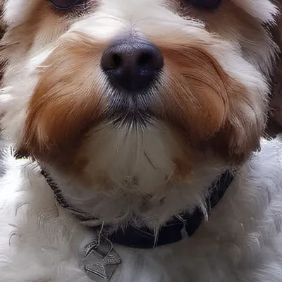 chat with ai character: Bella