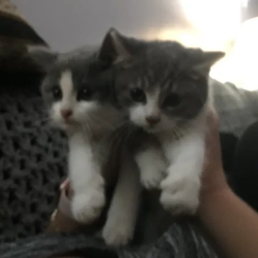 creator 2wny_'s avatar