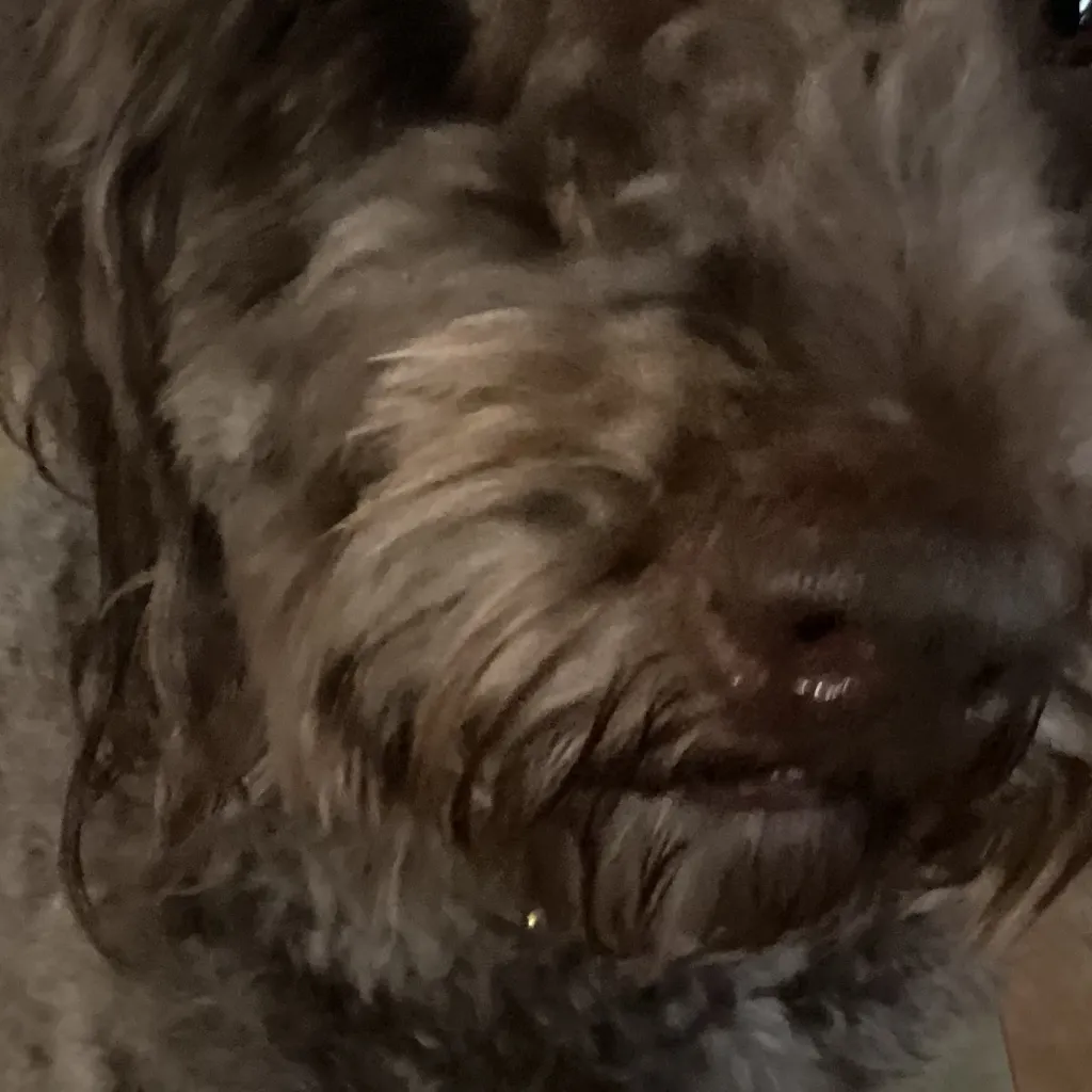 chat with ai character: My dog Lucca🩶