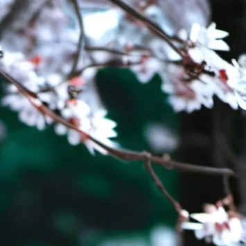 chat with ai character: KAZE