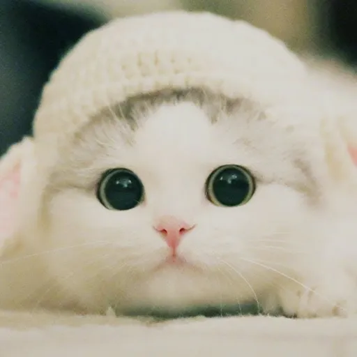 creator SwissCheese0's avatar