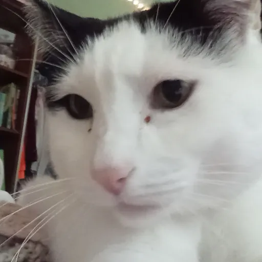 creator acousticness's avatar