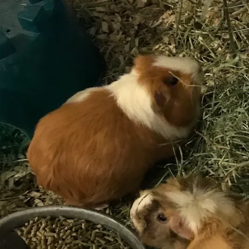 talkie's author avatar