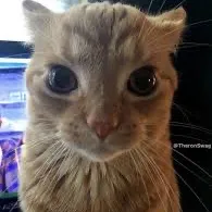 creator Aila/Oil's avatar