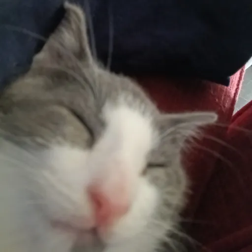 creator luka(lakes)'s avatar