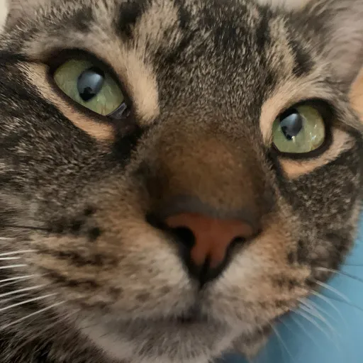 creator GriffinTheCat's avatar