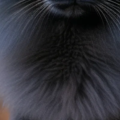 chat with ai character: Luna