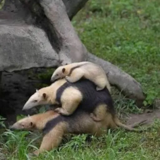 creator ✨Salemndagrate✨'s avatar