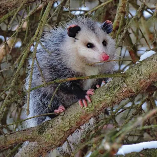 creator Lil cal cal's avatar