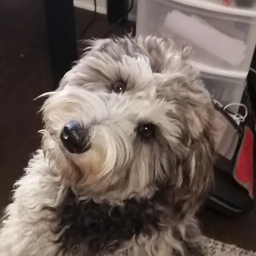 creator koda123's avatar