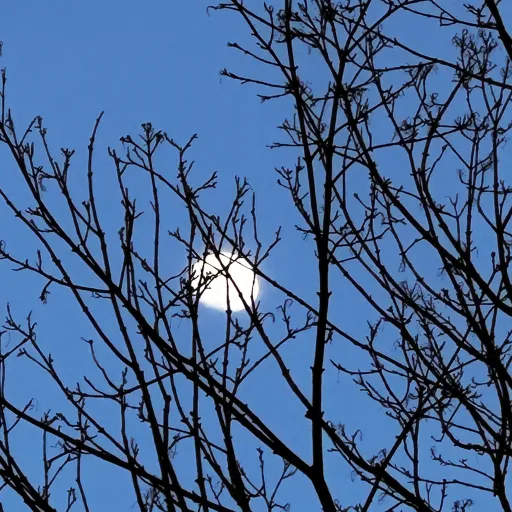 creator Padfoot&Prongs's avatar