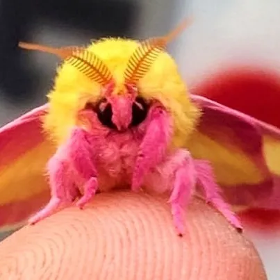 creator Rosy Maple Moth!'s avatar
