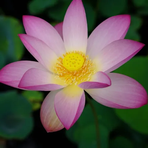 creator Dual_Sided's avatar