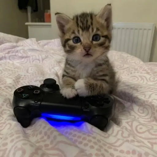 talkie's author avatar