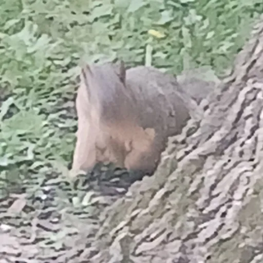 creator PECIAL's avatar