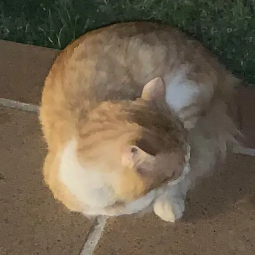 creator E>Ash<3's avatar