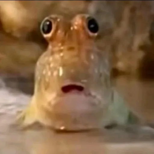 creator Talkior-vleX8YP7's avatar