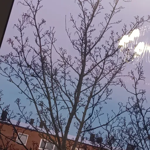 creator lyancute's avatar