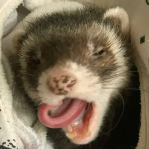 creator Noodle._.'s avatar