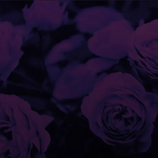 creator °•.Therain💖.•°•.'s avatar