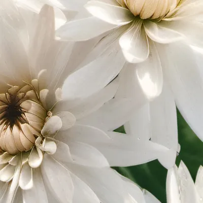 chat with ai character: Emily