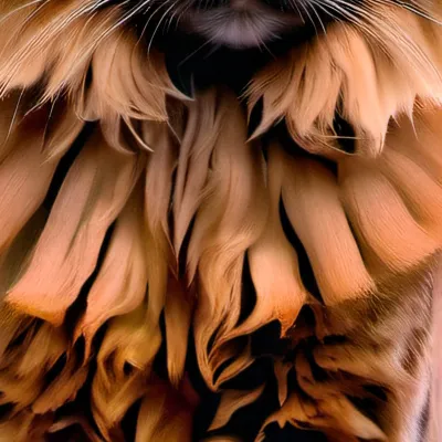 chat with ai character: | RustFace |