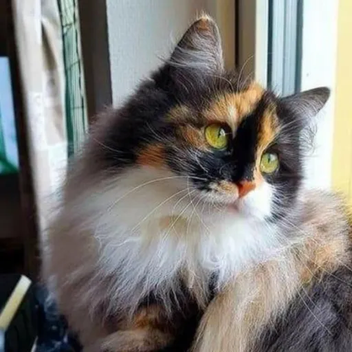 creator xXAshBoutaDashXx's avatar