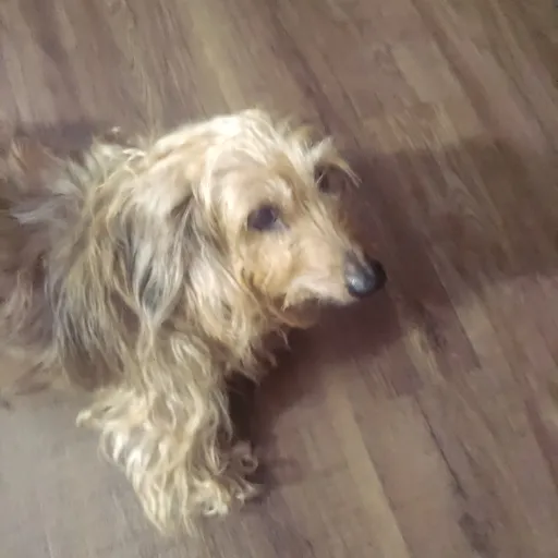 creator mr doggo's avatar